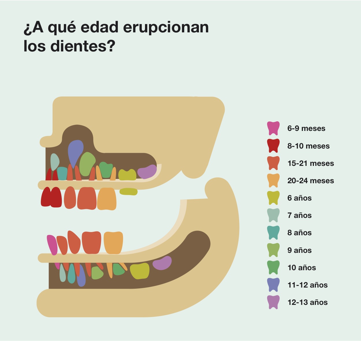 Cronología aproximada de secuencia eruptiva dental
