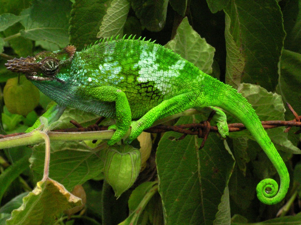 Click-It es el resultado de un intenso proceso de estudio de la naturaleza