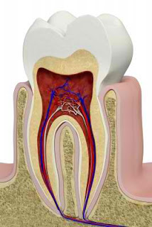 El diente contiene nervios y vasos sanguíneos 