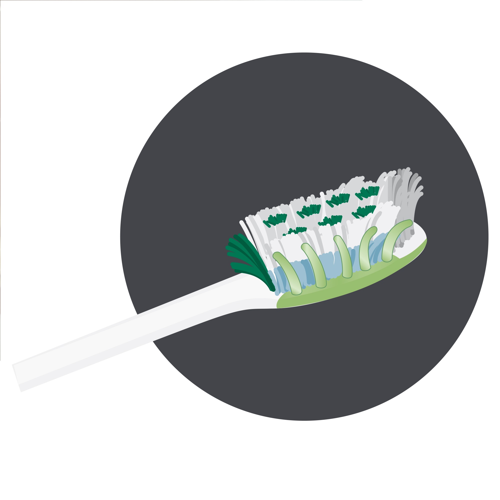Brushes should have rounded bristles to care for gums.