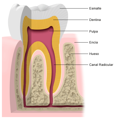 Imagen simplificada de la anatomía de una pieza dental